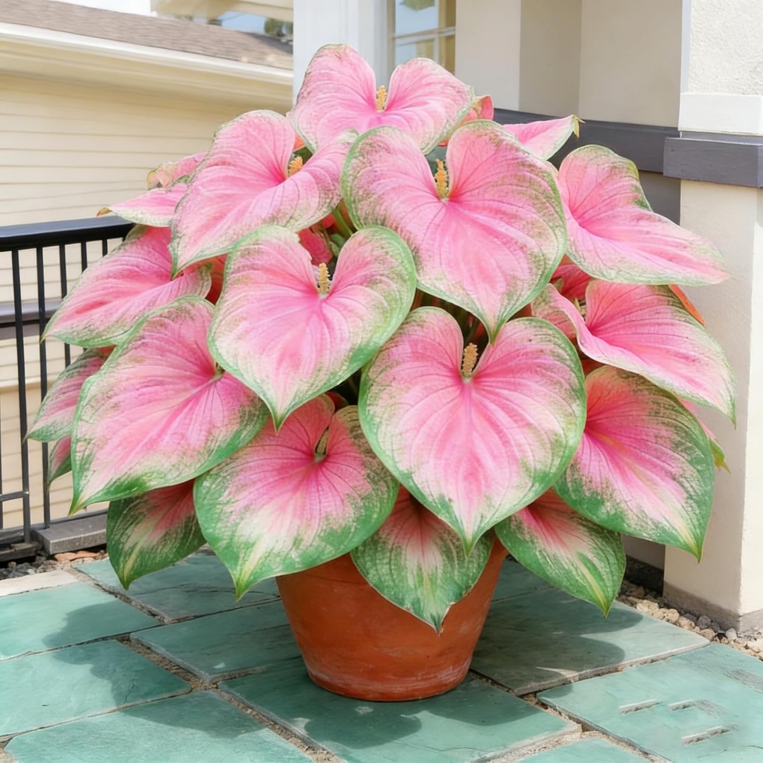 Hosta Seeds for Planting, 200 Heart-Shaped Hosta Bare Roots, Low Maintenance Hos