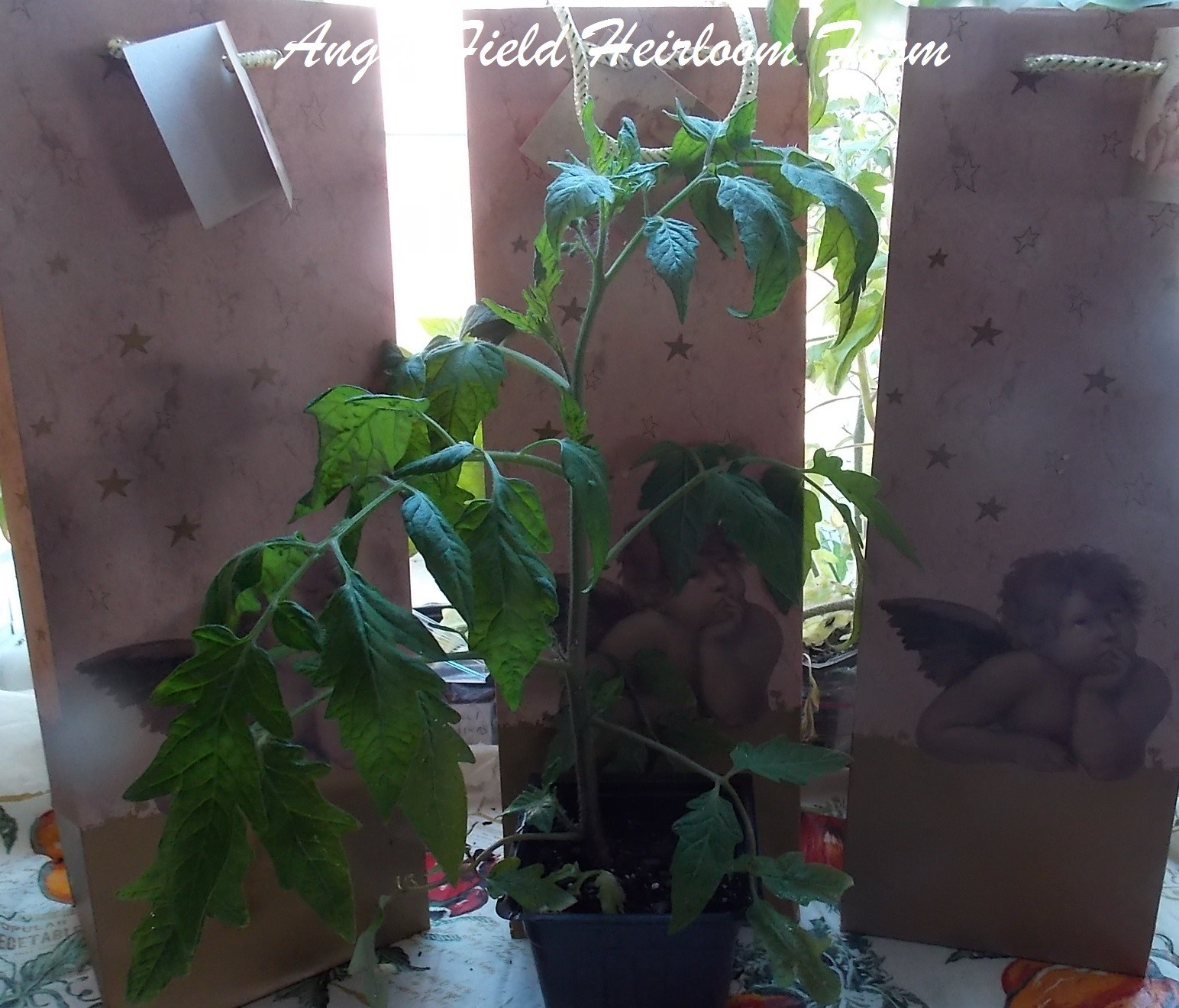 30 Texas Wild Cherry Heirloom Tomato Seeds & 20 Florida Dade Packs, 2 Free Seeds