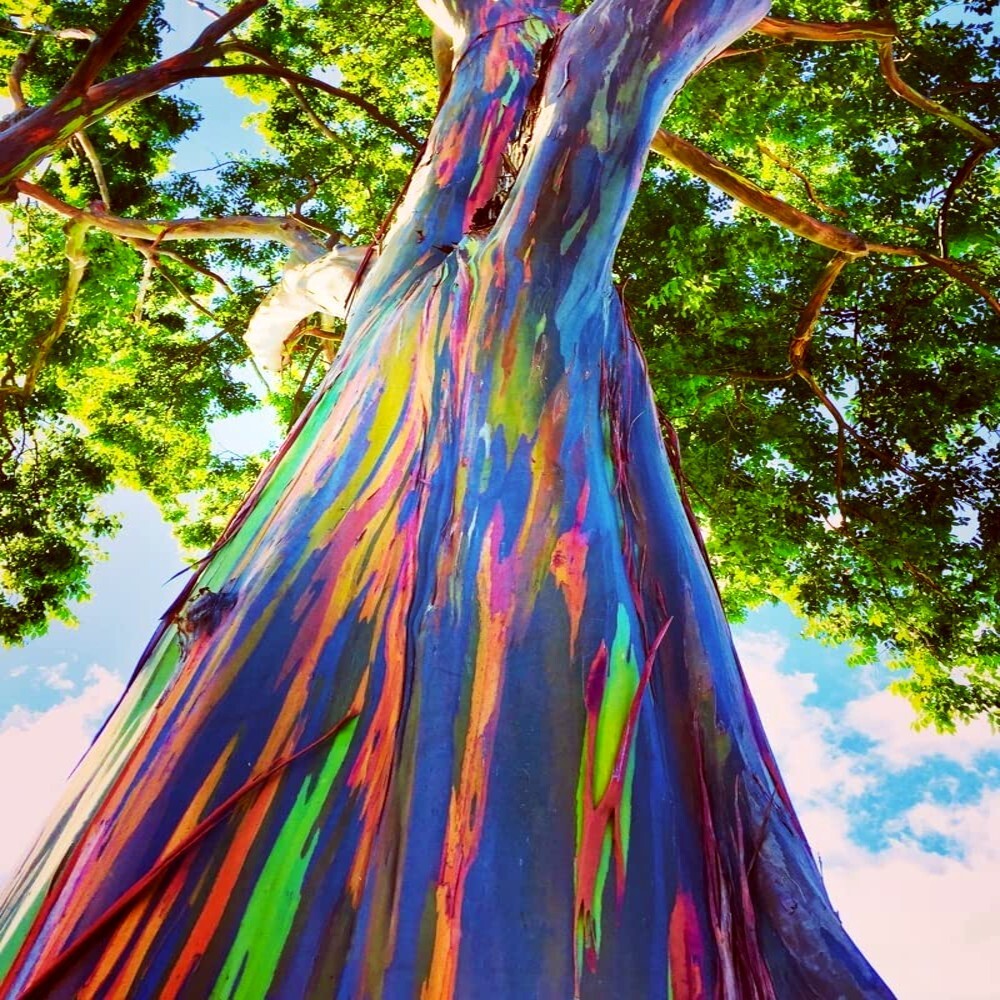 50 Rainbow Eucalyptus deglupta Tree Seeds Fast Tropical Indonesian Mindanao Gum