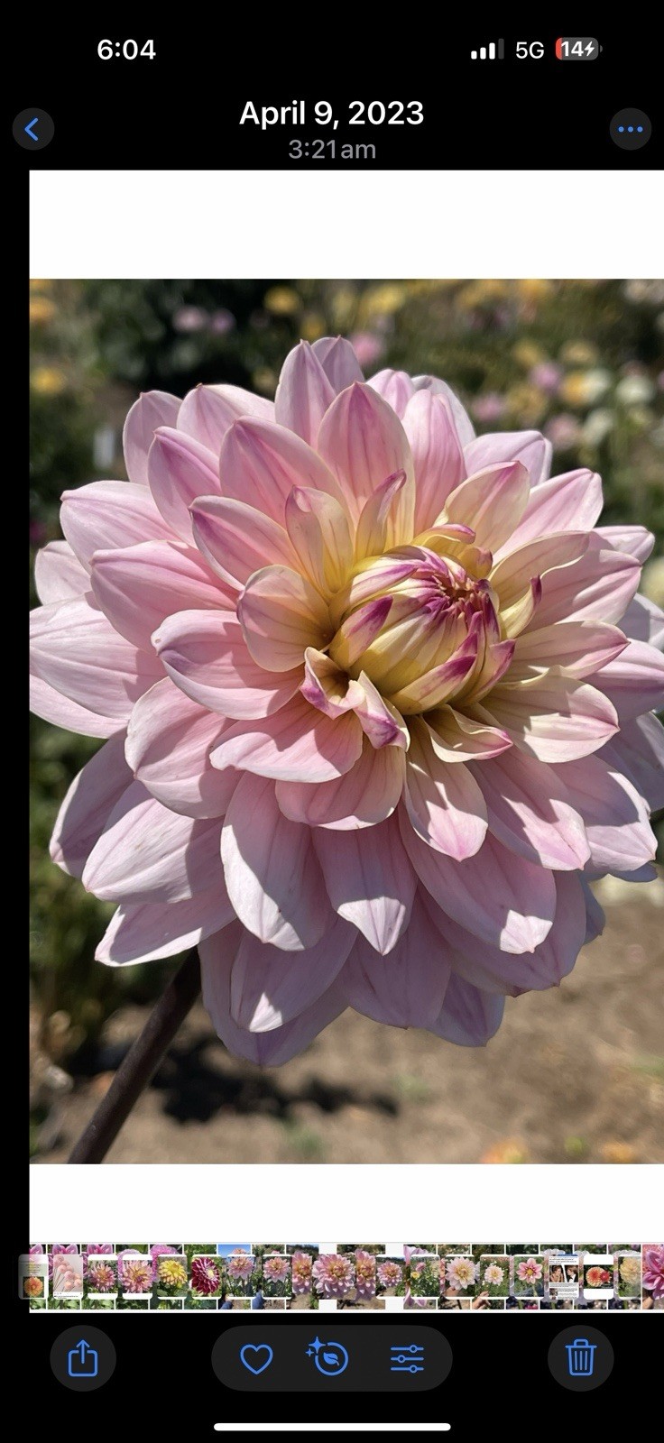 75+ DAHLIA SEEDS Open Pollinated XLNT Germination **Shipping US ONLY**