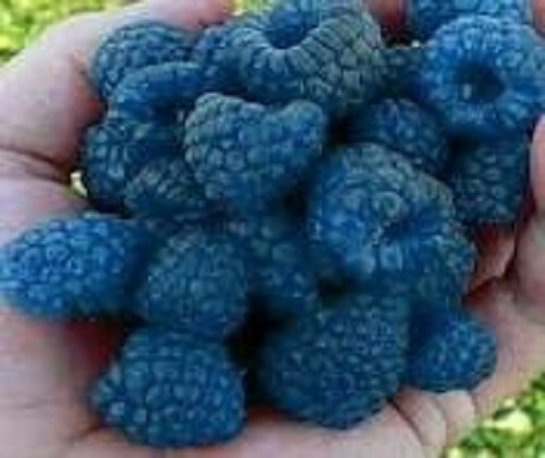 50+ Blue Raspberry Bush Seeds SWEET EDIBLE Berry Fruits
