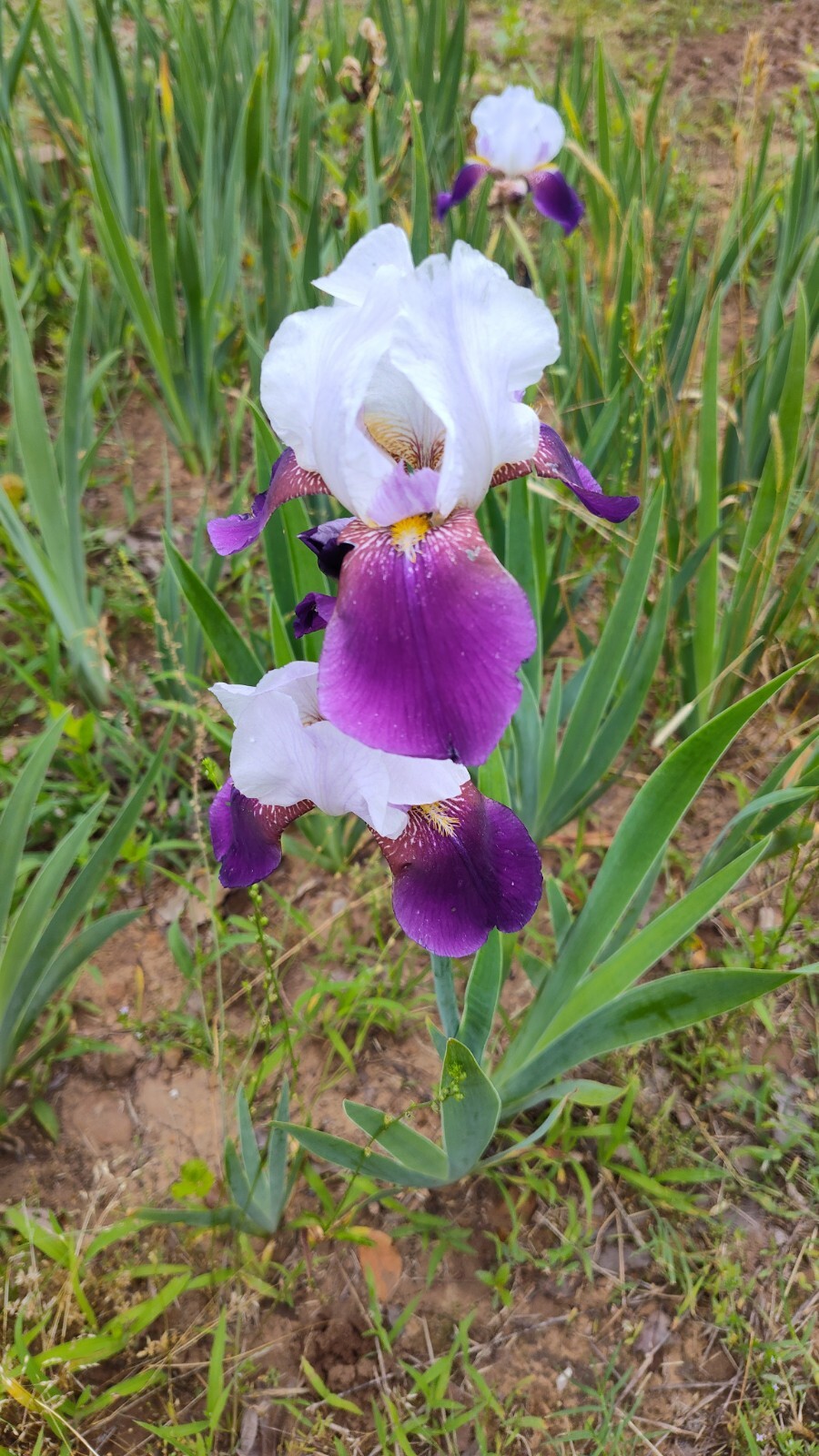 6x MIXED VARIETIES/COLORS BEARDED IRIS Bulbs/Rhizomes FRESH~FREE SHIPPING~