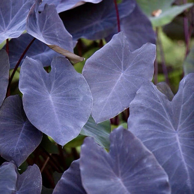 Colocasia Esculenta ‘Wat Bosat’ Seeds ~ Elephant Ear ~Taro~Rare Exotic Plants