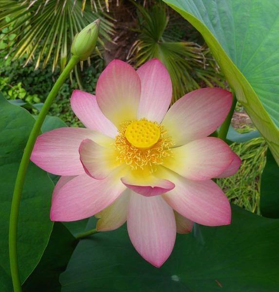 Nelumbo nucifera | Egyptian Bean | Sacred Lotus | 5 Seeds