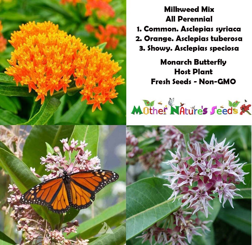 MILKWEED BLEND All Perennial Orange Common Showy Monarchs USA Non-GMO 100 Seeds!
