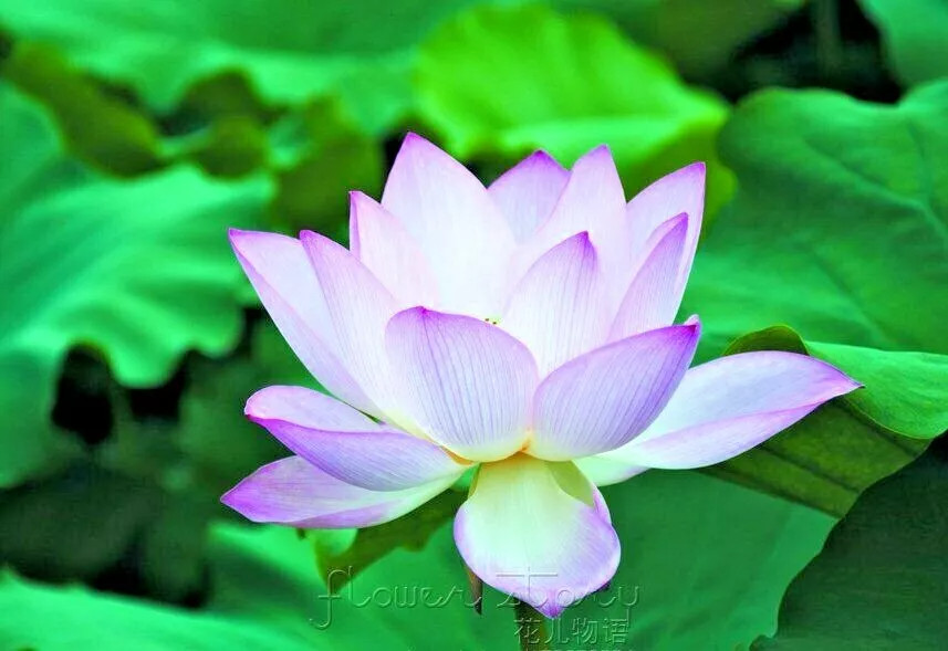 5 SACRED BLUE LOTUS SEEDS – Nelumbo Nucifera