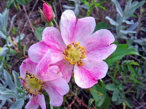 Rosa arkansas | Wild Prarie Rose | 100 Seeds