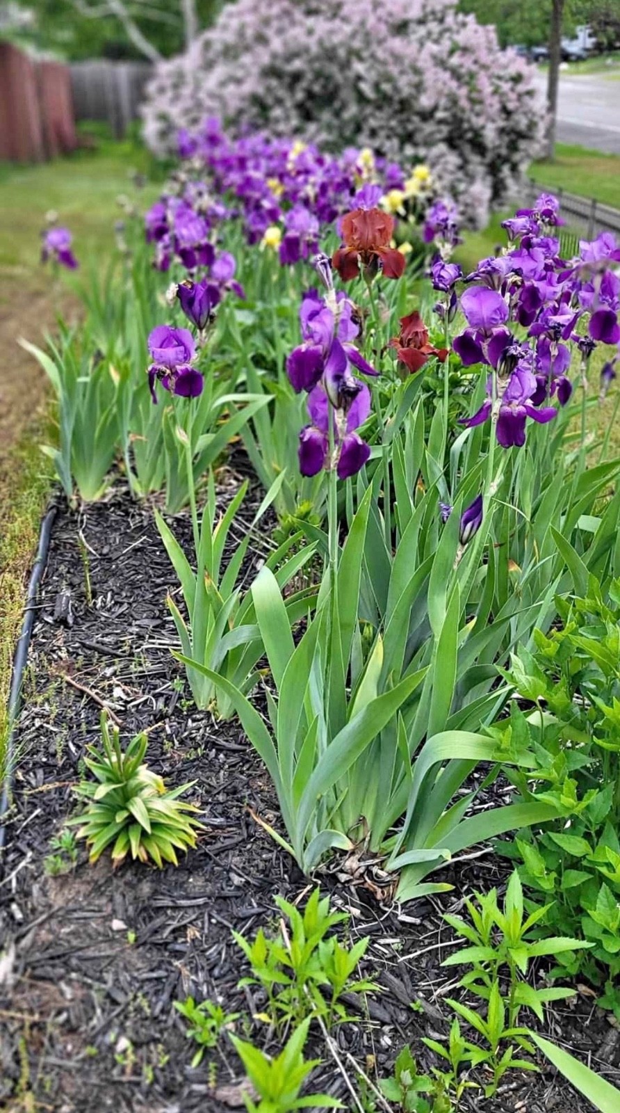 6 – Dark Purple COLORS BEARDED IRIS Bulbs/Rhizomes FRESH – Perennial