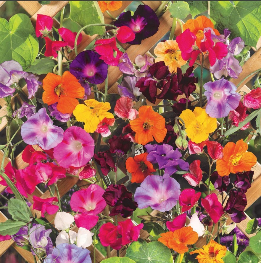 Landscaper’s Pack CLIMBING VINE MIX Colorful Climbers 6 Species 200 Seeds