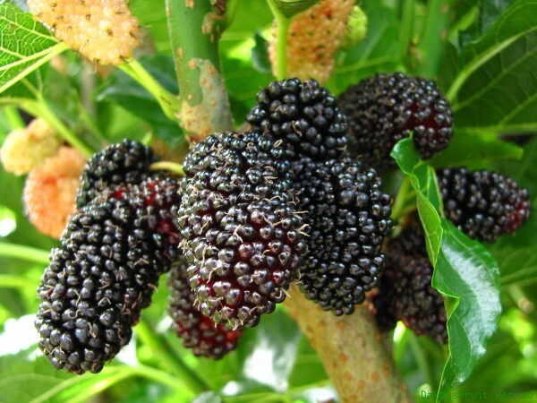 Black Mulberry (Morus nigra) 2 year old plant, bare root 12-20 inches tall