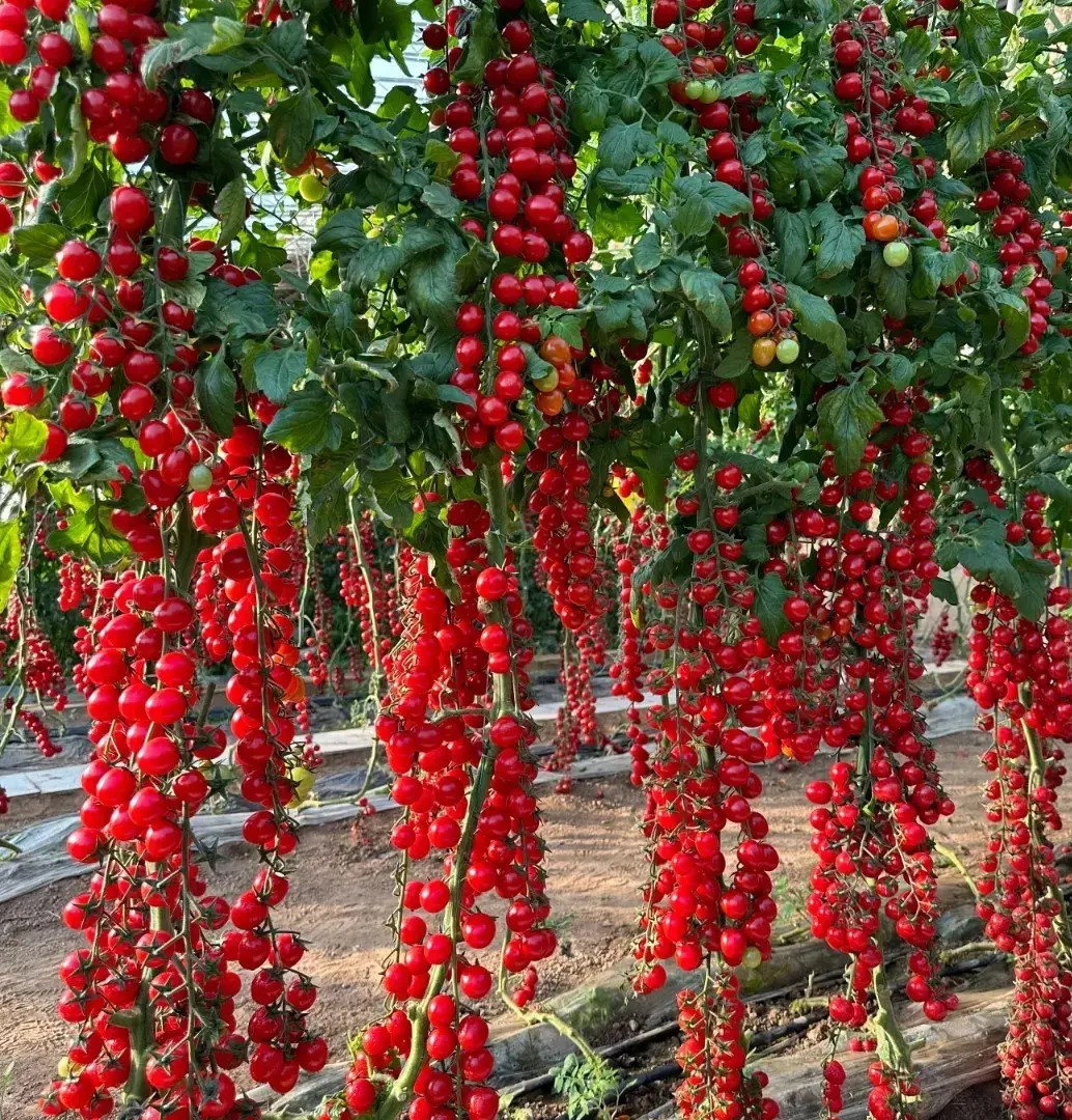 100+ WATERFALL TOMATOES SEEDS – SWEET – HIGH YIELD – HEIRLOOM – ORGANIC — RARE