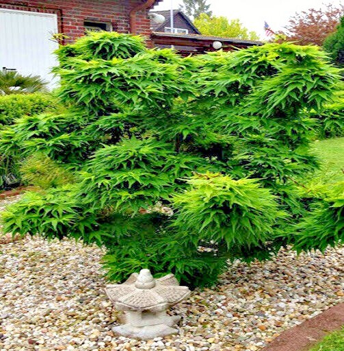 10 “DWARF” Japanese Maple Tree Seeds (Mikawa yatsubusa) UNIQUE Hemp Herb Bonsai