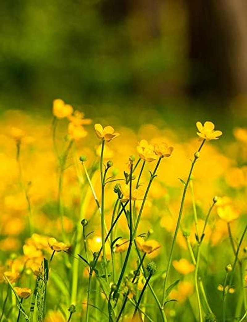 Western Buttercup (Ranunculus Occidentalis) – 250+ Non-Gmo & Heirloom by Isla’