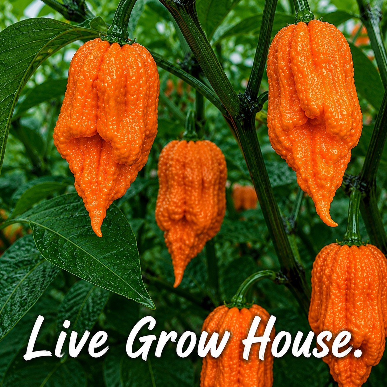 🌶️ Orange Ghost Pepper Seeds (10) | OPEN POLLINATED | Superhot