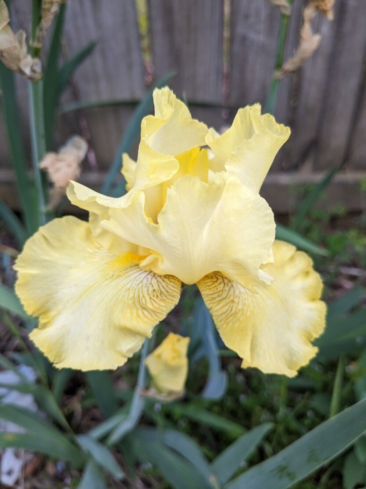 Lot of 5 Tubers Roots Rhizomes Reblooming Bearded Irises Assorted Mixed Colors