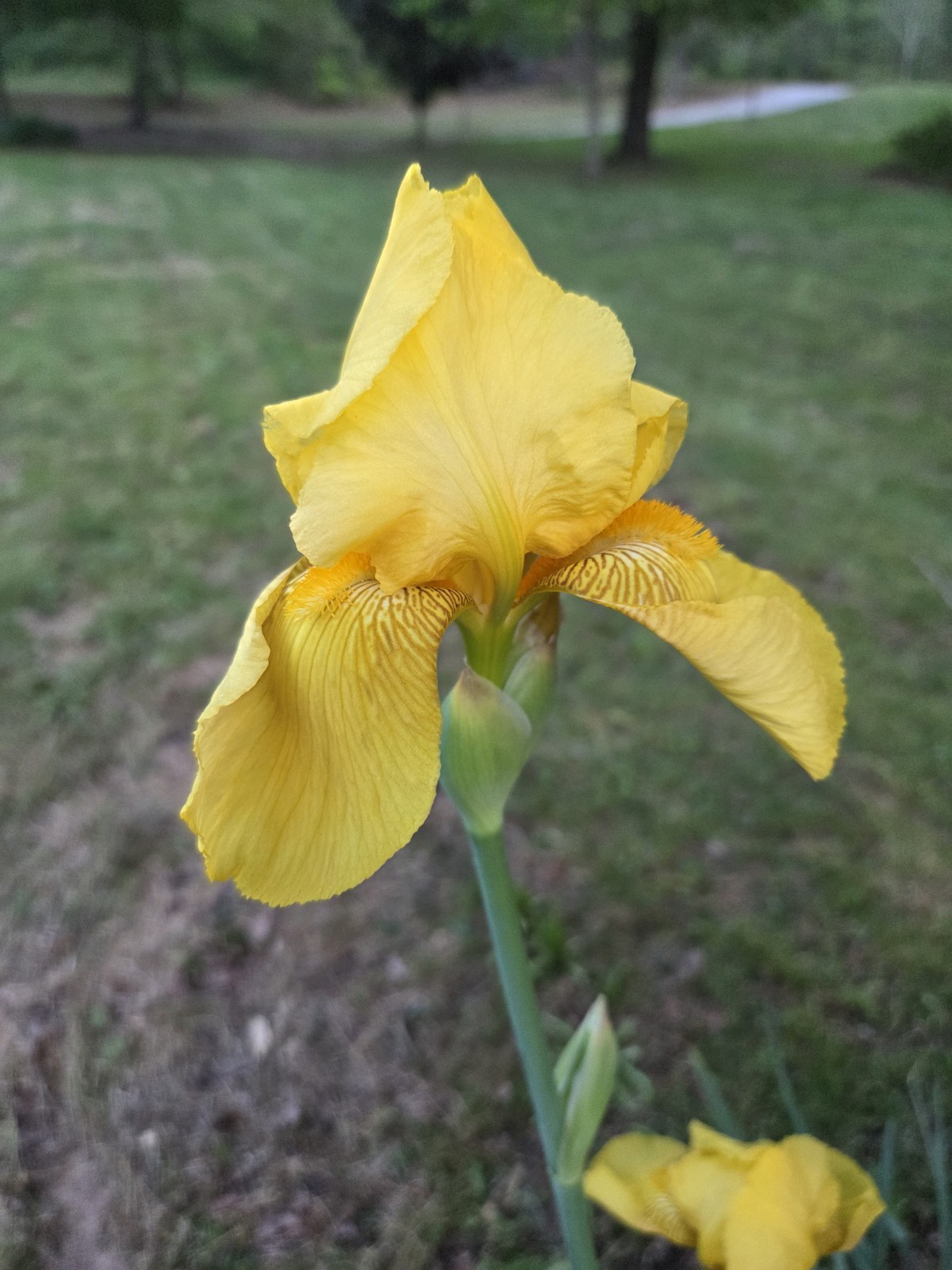 6 – Yellow Iris Flower Rhizome Rhizomes Plant Flowers Dug Fresh