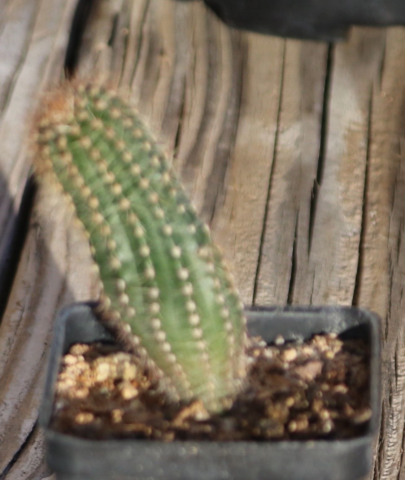 Echinopsis hybrid ‘Beautiful Dreamer’