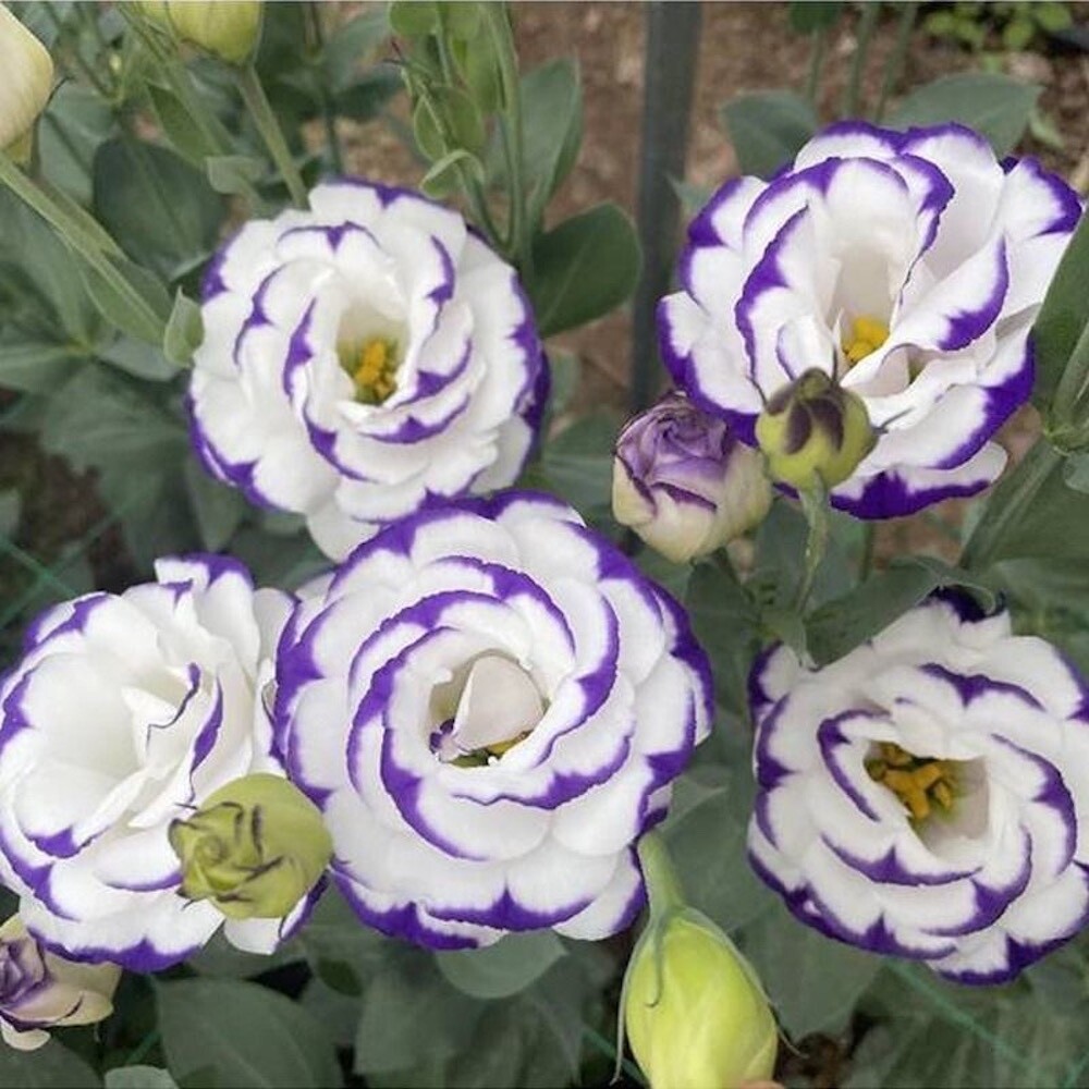 20 SEEDS white/purple LISIANTHUS (Prairie Gentian) Eustoma flower bed USA Seller