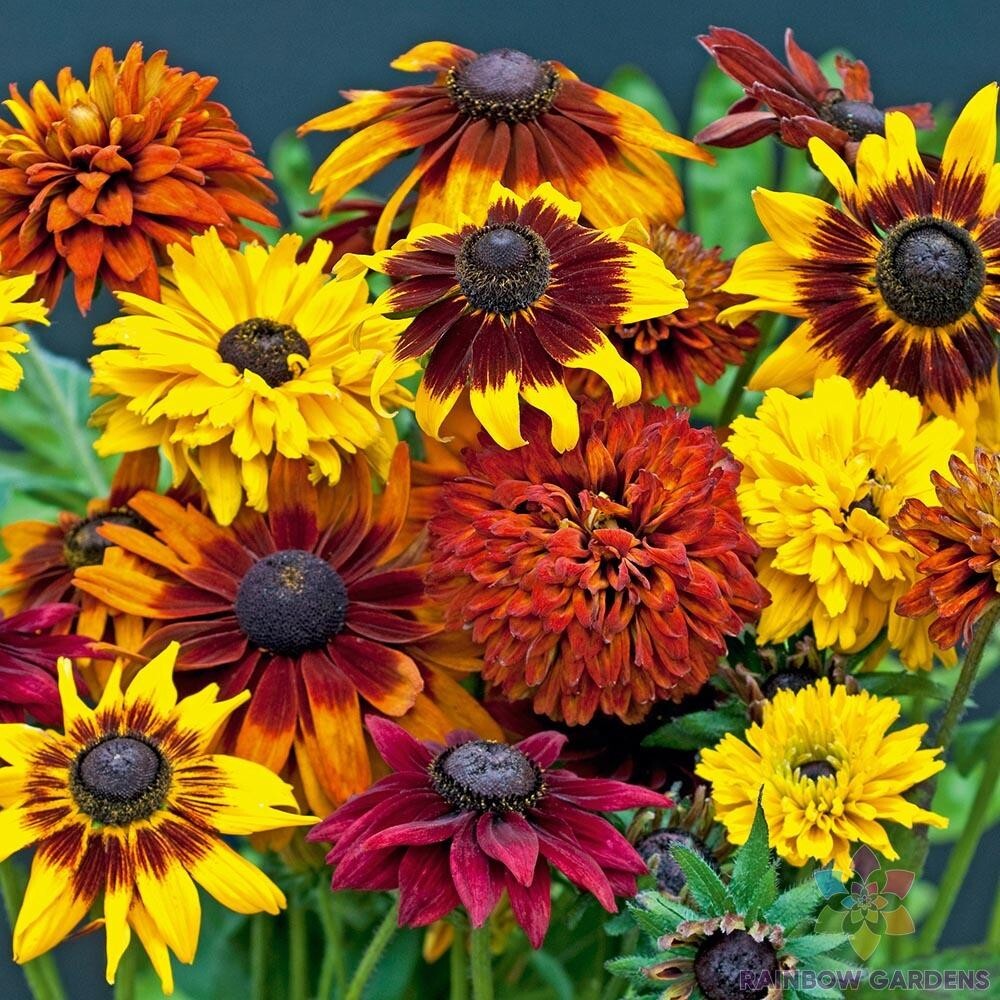 200+ All Sorts Mix Rudbeckia Seeds for Garden Planting – USA – FREE SHIPPING!