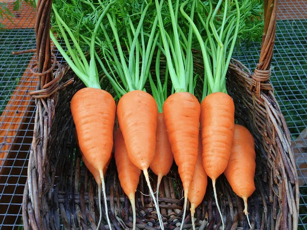 Chantenay Red Core Carrot Seeds, Heirloom, NON-GMO, FREE SHIPPING