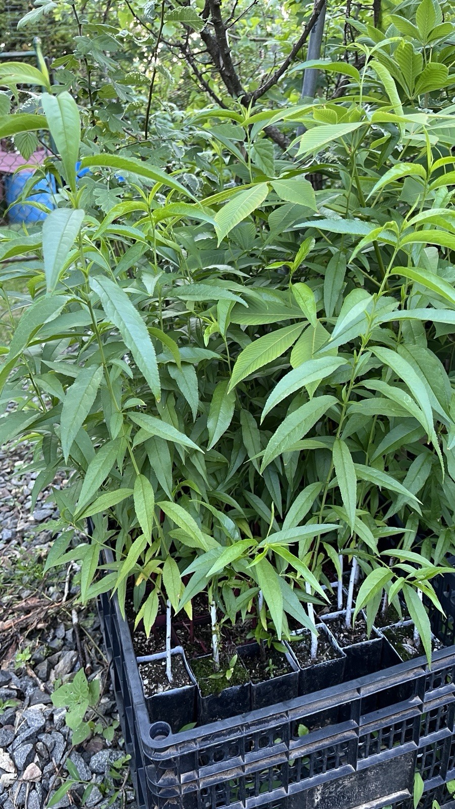 20-24” tall Lovell peach Prunus persicapeach seedling, 1 year old plant bareroot