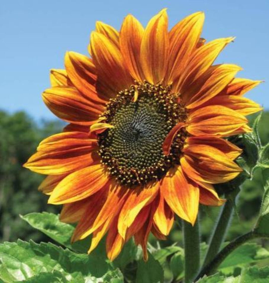 Autumn Beauty Sunflower Seeds | 20 seeds| Non GMO| fresh seeds|