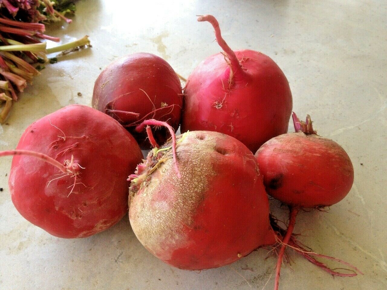 101+CHIOGGIA BEETS Seed Italian Heirloom Vegetable Garden Patio Container Easy