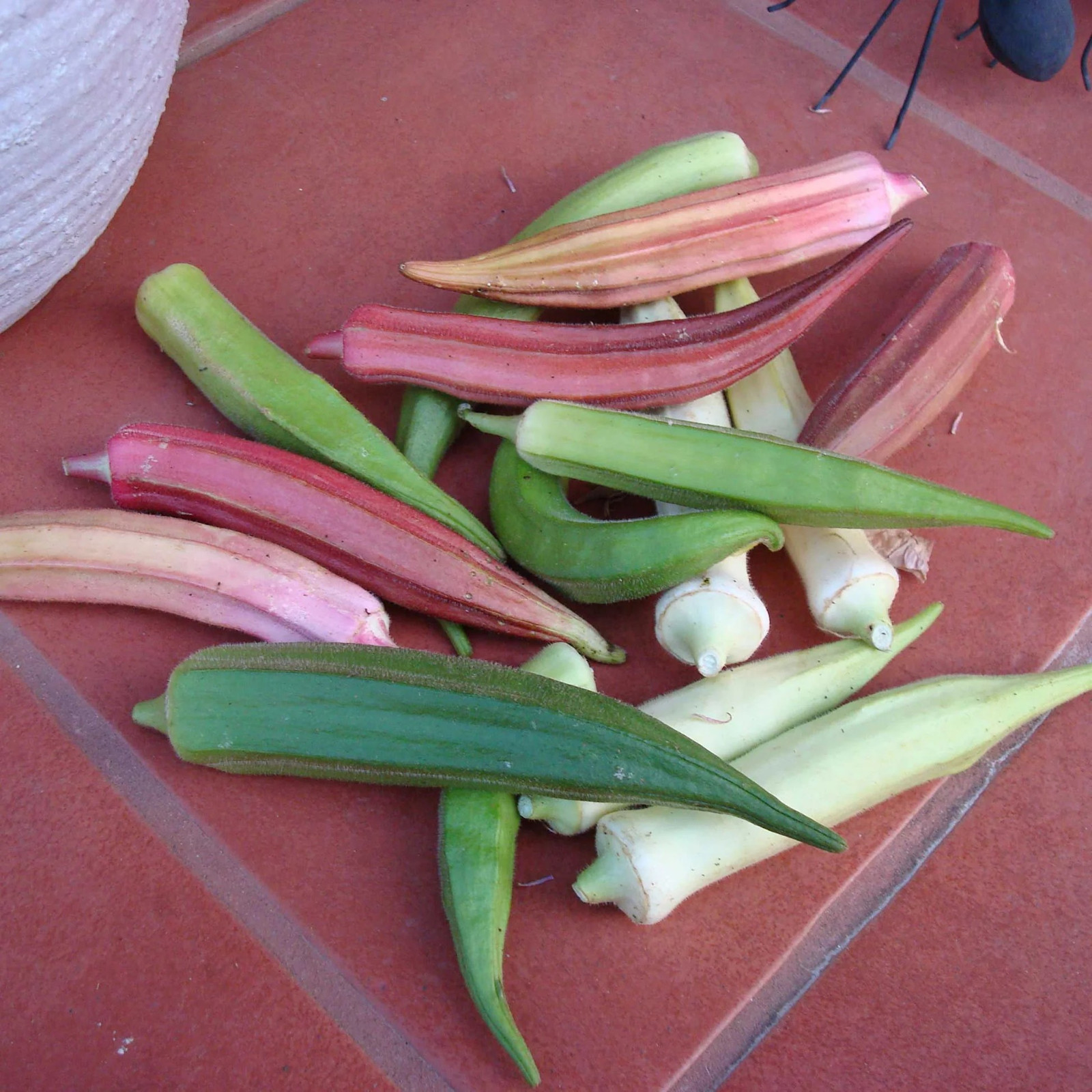 100+ Rainbow Fiesta Okra Seeds —————— NON GMO — HEIRLOOM — FRESH