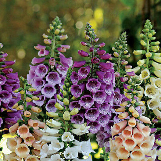 Foxglove Dwarf FOXY MIX Deer Resistant Biennial Fall Planting Non-GMO 400 Seeds!