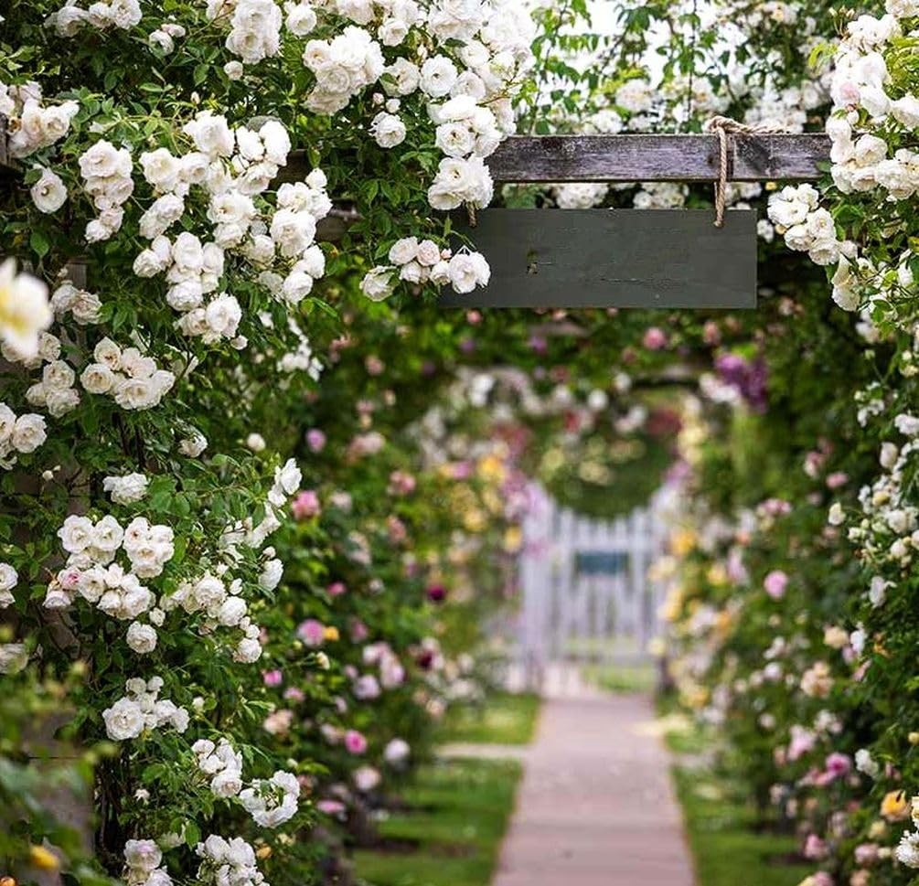 100+ Mix Climbing Rose Seeds for Planting Outdoors Ornamental Climbing Flower…