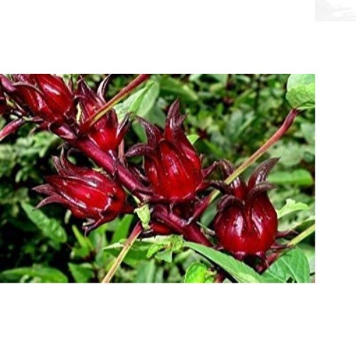 50 Jamaican Sorrel Seeds – Florida Cranberry Roselle for Varied Gardens