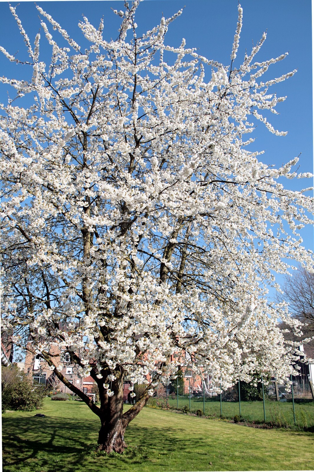 European Sweet Cherry Tree | Premium Seeds | Prunus avium ‘Fall’ | Plants’®