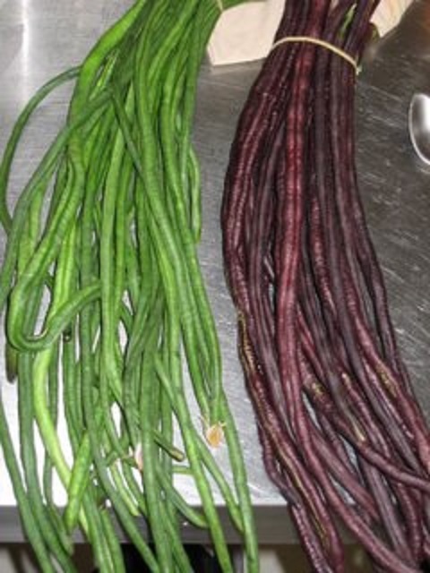 15+ Green / Red Yard Long Bean Seeds Asian Chinese Noodle Asparagus String Beans