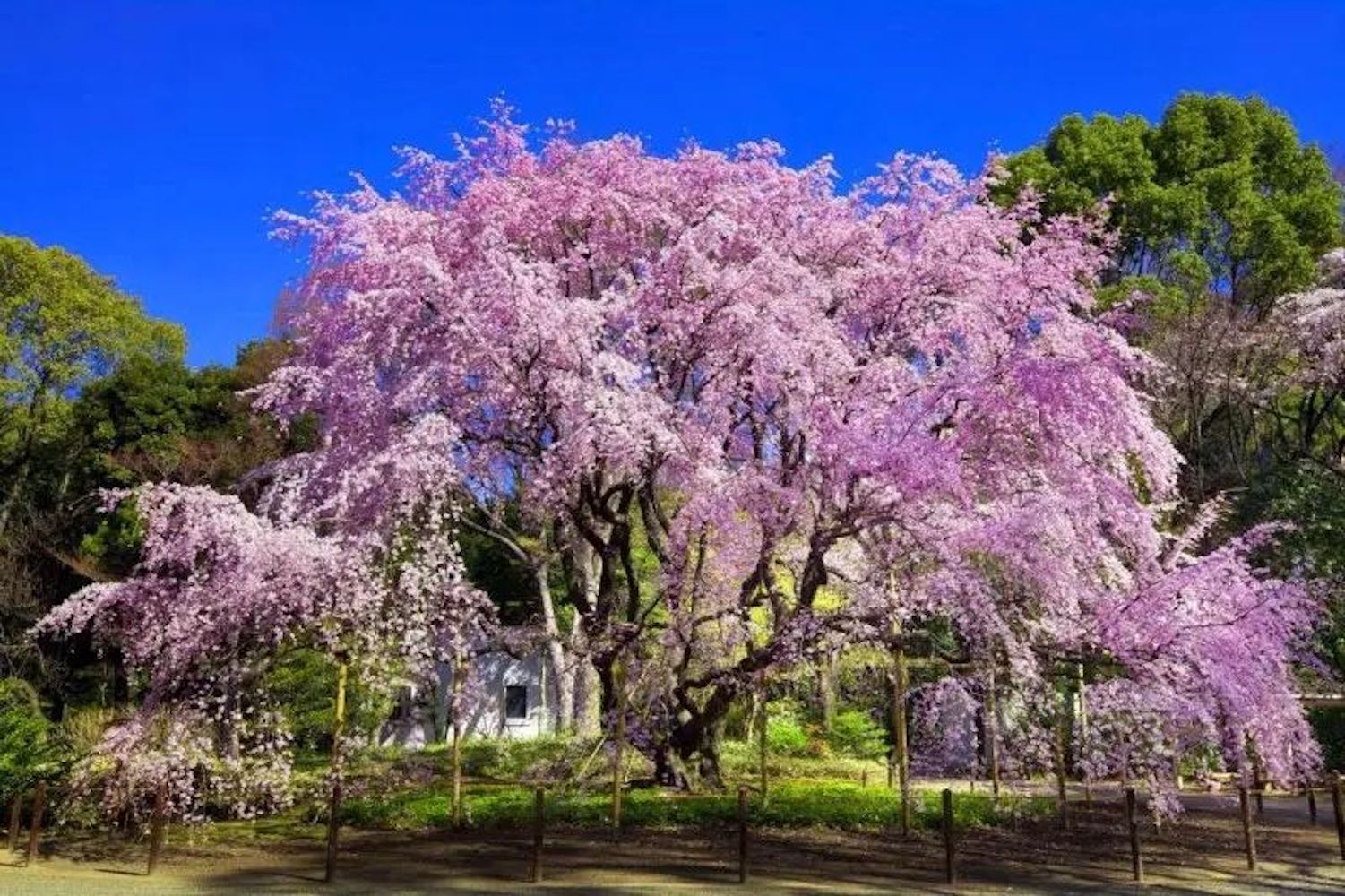 (10) WEEPING SAKURA CHERRY TREE SEEDS rare exotic flower USA SELLER W/TRACK