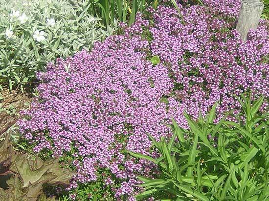 10,000 Creeping THYME Herb Thymus Serpyllum Groundcover Heirloom Flower Seeds 2g