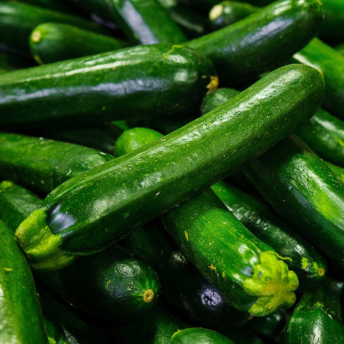 1/4 Lb Dark Green Zucchini Summer Squash Seeds – Everwilde Farms Mylar Packet