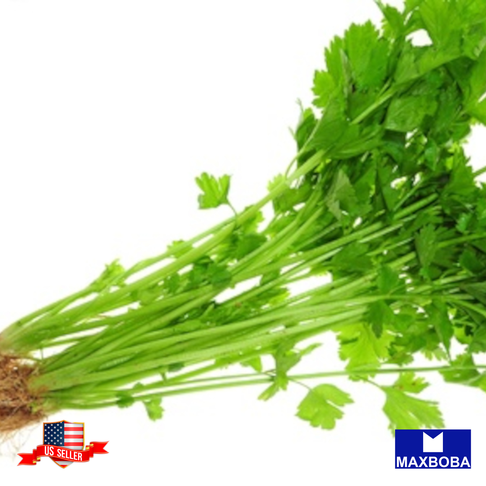 Cilantro Seeds Leisure (aka) Chinese Leisure Parsley Non-GMO Heirloom