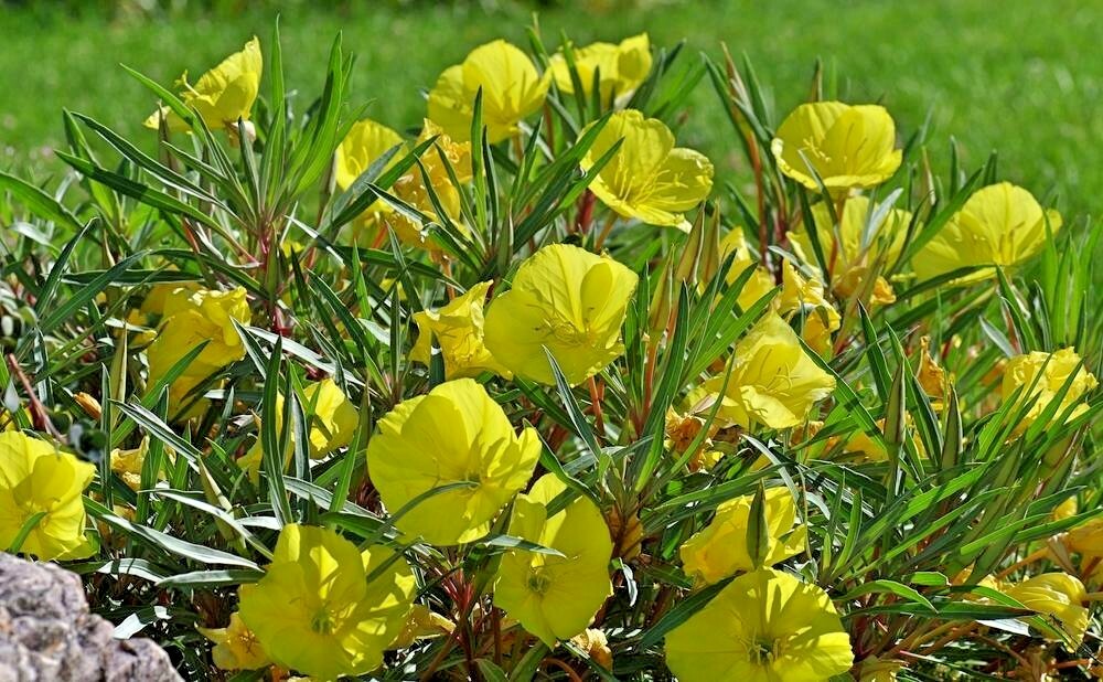 200+Dwarf MISSOURI EVENING PRIMROSE Flower Seeds Drought Groundcover Container