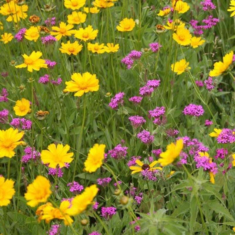 1000+ Wildflower Mix – ALL PERENNIAL – Heirloom – Pollinator – Non GMO – FRESH