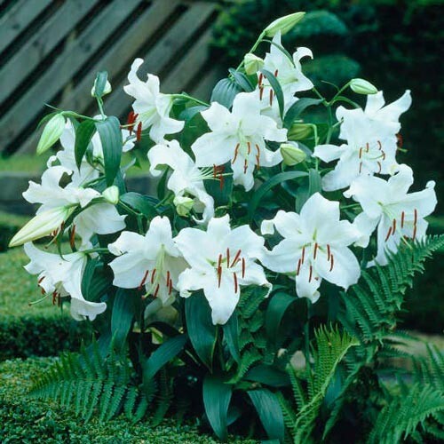 1 – CASA BLANCA ORIENTAL LILY Flower Bulb – Perennial Eye Catching Blooms