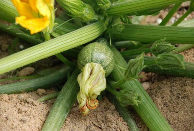 Round Zucchini Squash Seed, NON GMO – Heirloom, FUN FAVORITE IN KITCHEN & GARDEN