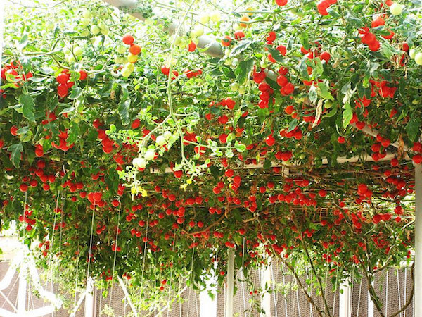 tomato, TRIP L CROP, ITALIAN TREE VINE, 35 seeds! GroCo* – BUY 10=FREE SHIPPING