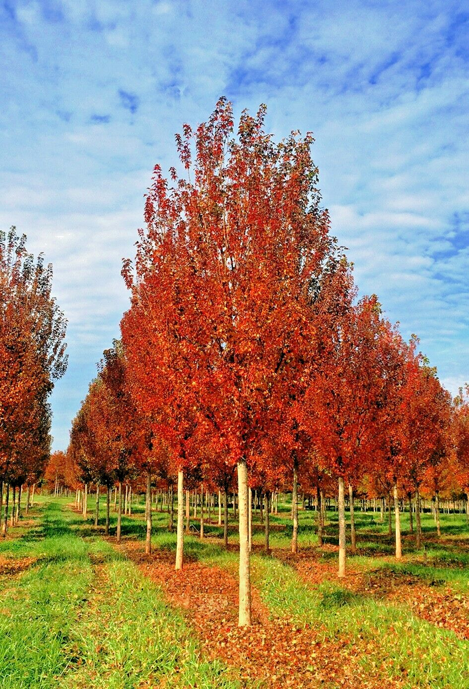 Trident Maple Tree | Premium Seeds | Acer buergerianum ‘Summer’ | Plants’®