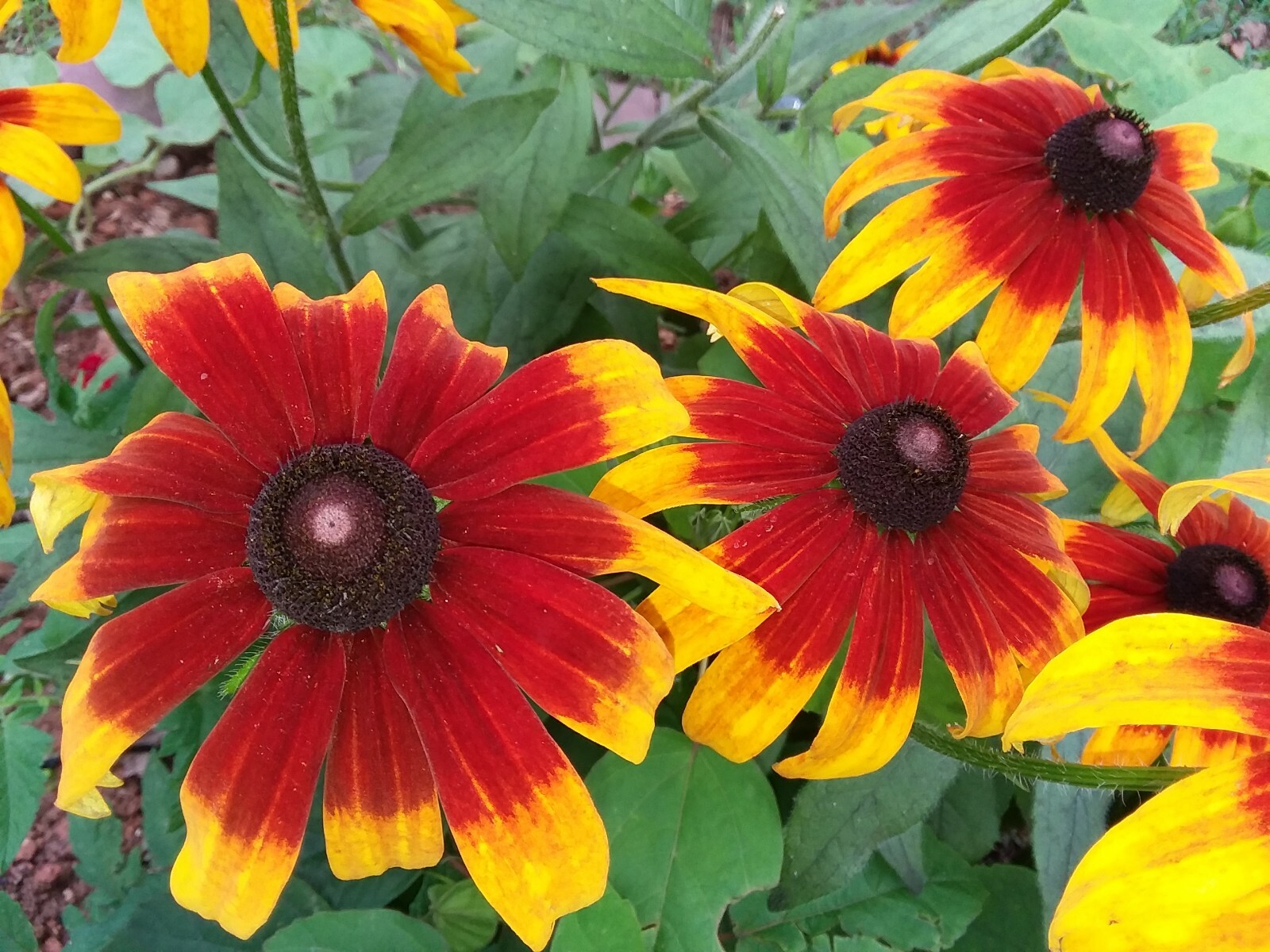 300+Native Perennial Large Daisy Seeds(Rudbeckia Hirta Gloriosa)Gold,Orange,Red.