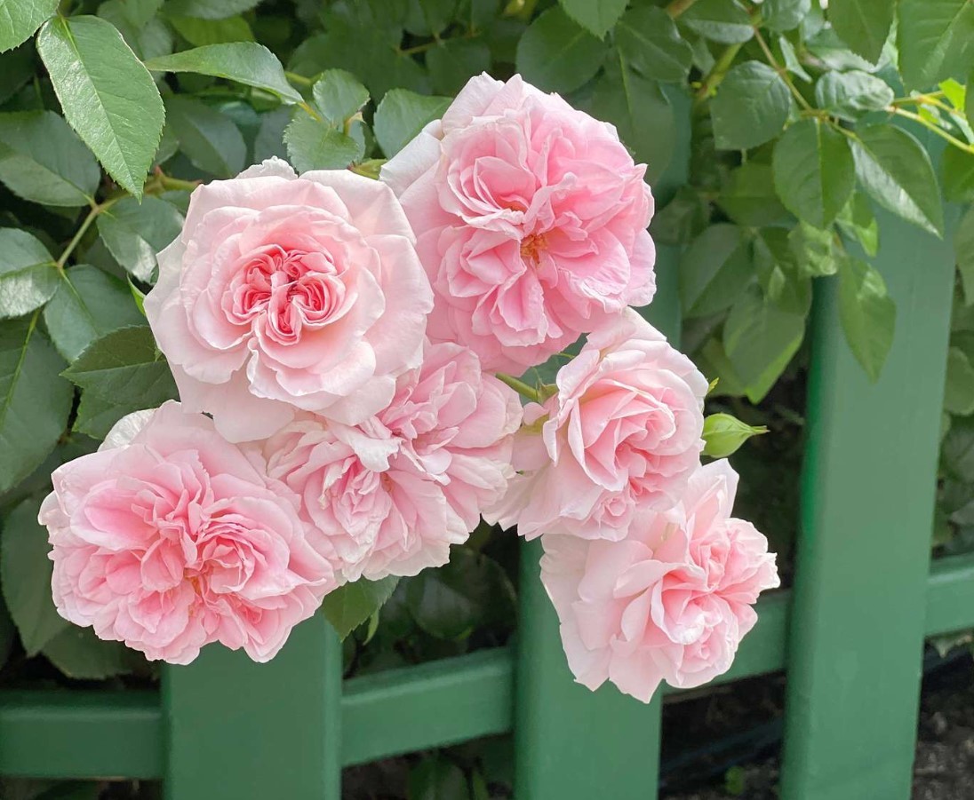 Pink Climbing Rose Seeds – Pack 30 Seeds – Rose Flower Gardening