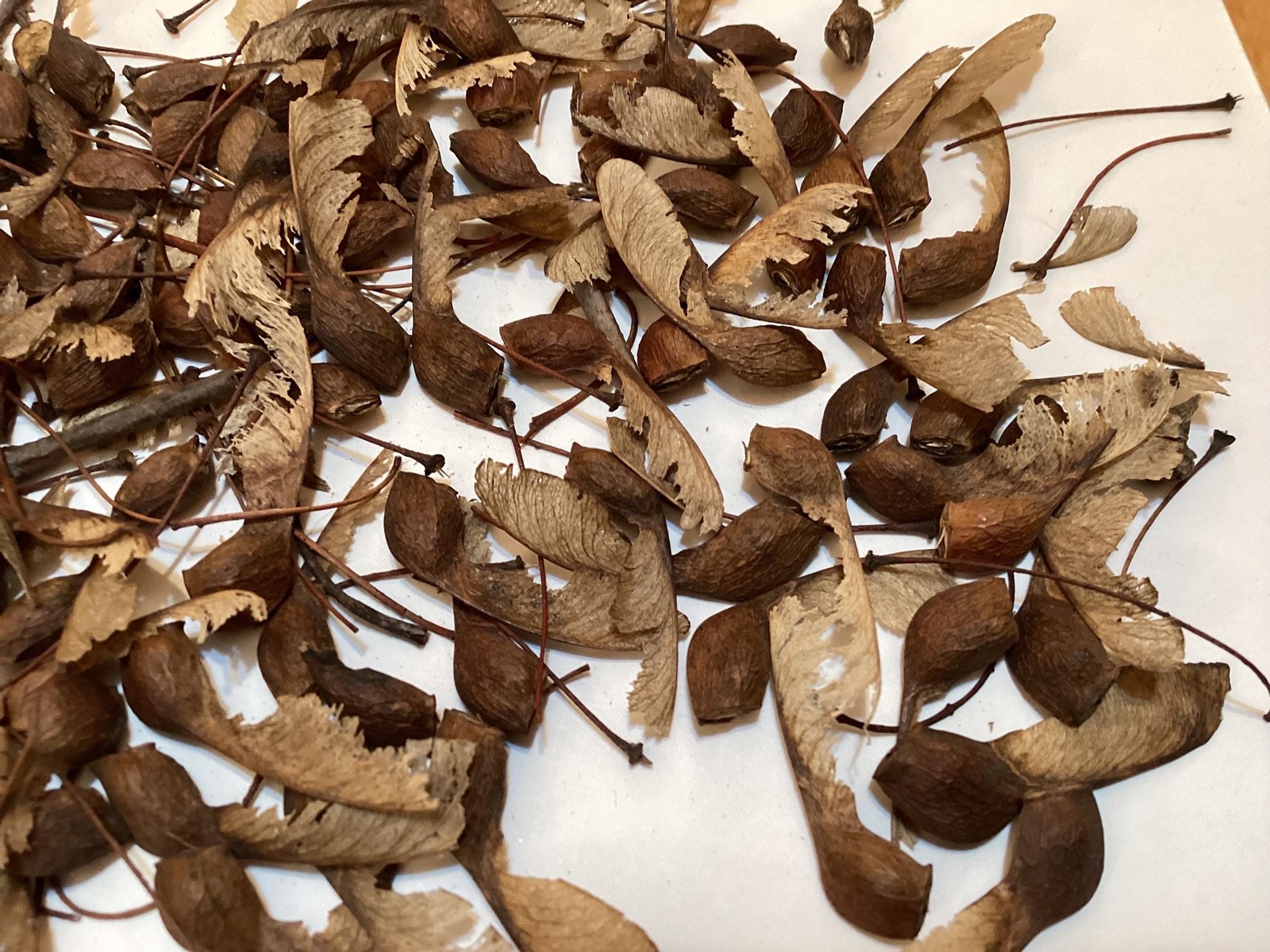 Sugar Maple Seeds Acer Saccharum Rock Maple Hard Maple Tree Seeds Pack