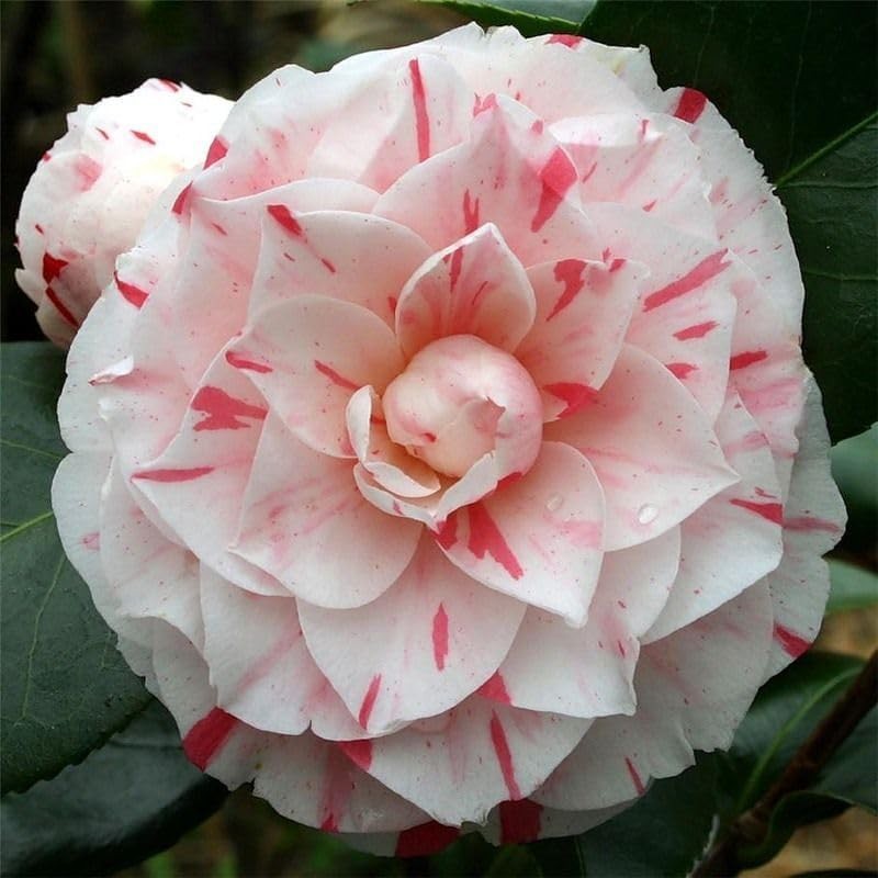 20+ Mixed Camellia Seeds for Planting-Camellia Shrub Impatiens Balsamina Flow…