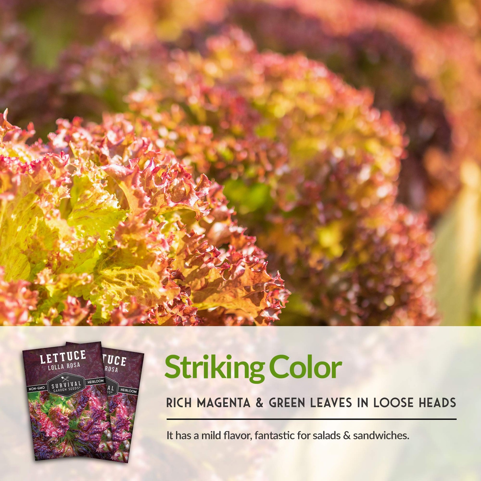 Lolla Rossa Lettuce Seeds – Heirloom Red Leaf, Cut-and-Come-Again – Ideal