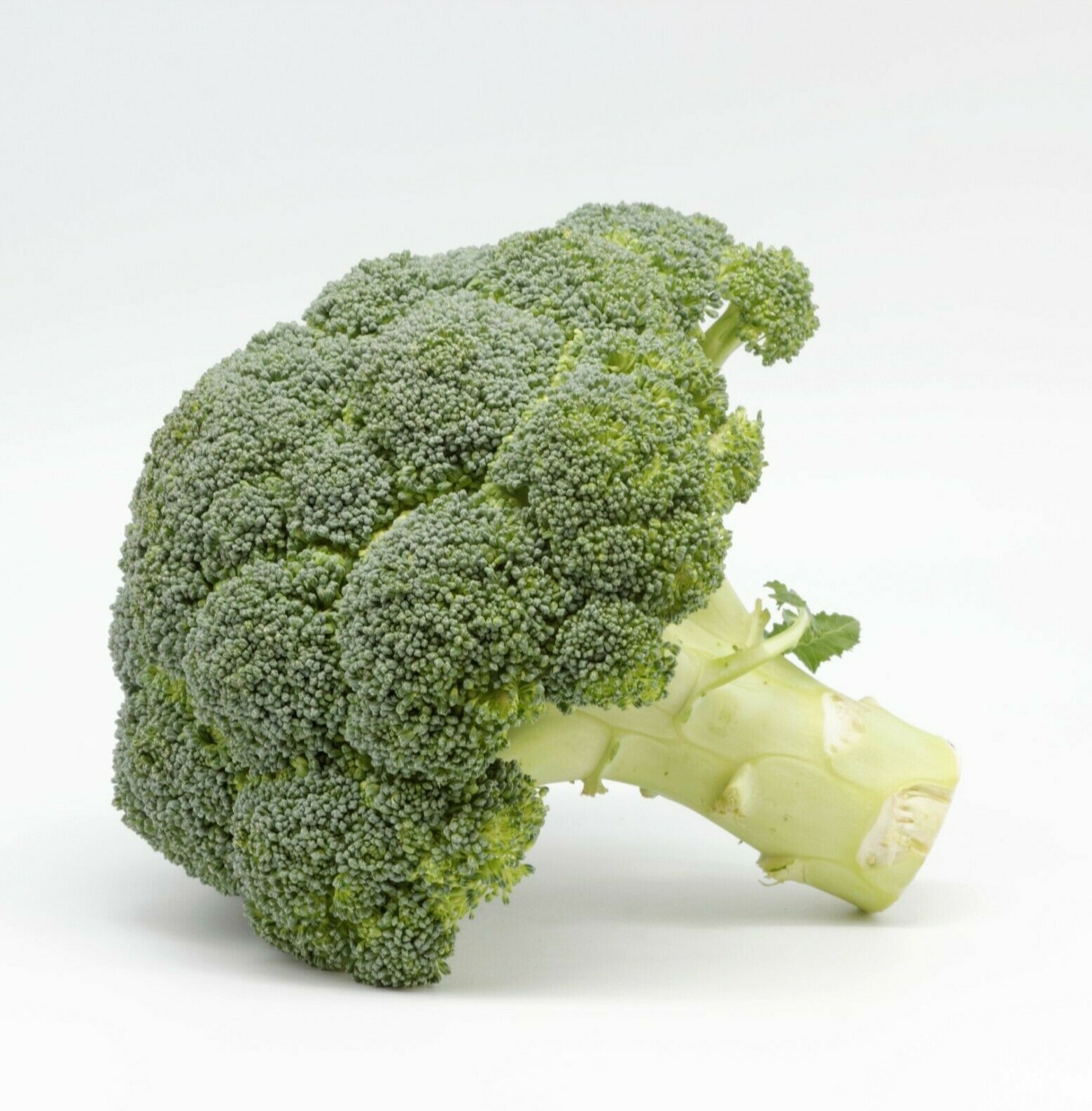 1200+ BROCCOLI WALTHAM SEEDS HEIRLOOM VEGETABLE GARDEN NON-GMO MICROGREENS USA