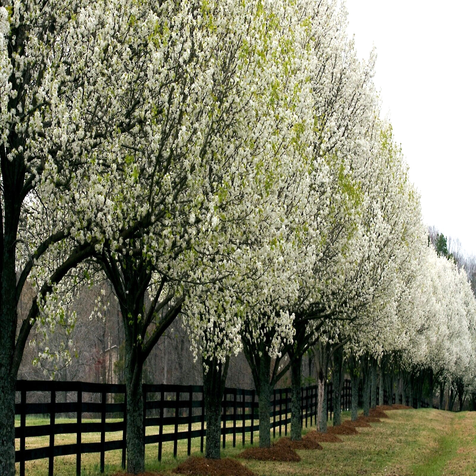 Bradford Pear Tree Seeds (Pyrus calleryana) “Callery” Fast Cold Hardy to Zone 4